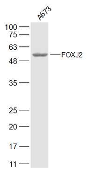 FOXJ2 Rabbit Polyclonal Antibody