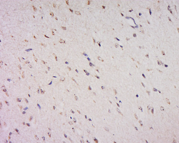 FOXS1 Rabbit Polyclonal Antibody