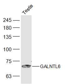 GALNTL6 Rabbit Polyclonal Antibody
