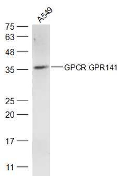 GPCR GPR141 Rabbit Polyclonal Antibody
