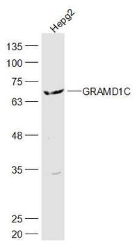 GRAMD1C Rabbit Polyclonal Antibody