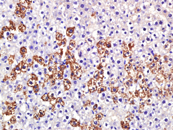 Granuphilin/SYTL4 Rabbit Polyclonal Antibody