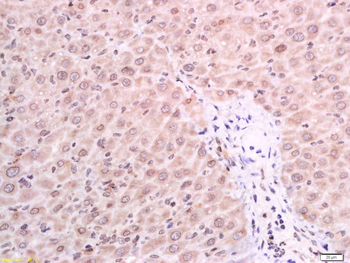 GSDMA Rabbit Polyclonal Antibody