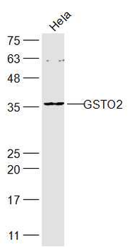 GSTO2 Rabbit Polyclonal Antibody