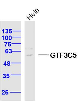 GTF3C5 Rabbit Polyclonal Antibody