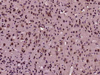 GTL3 Rabbit Polyclonal Antibody