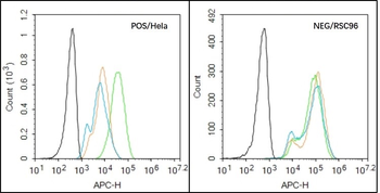 HPV16 E7 Rabbit Polyclonal Antibody