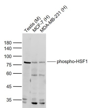 HSF1 (phospho-Ser303+Ser307) antibody