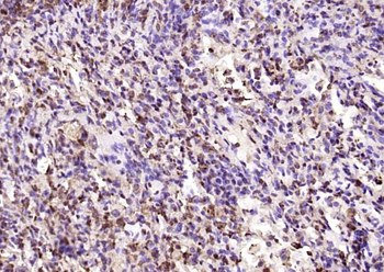 HnRNP H2 Rabbit Polyclonal Antibody