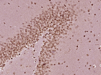 HOXD4 Rabbit Polyclonal Antibody