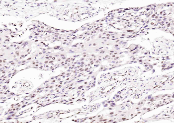 Histone H3.1 Rabbit Polyclonal Antibody