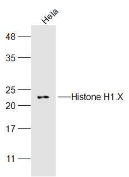 Histone H1.X Rabbit Polyclonal Antibody