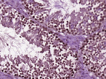 HMG2L1 Rabbit Polyclonal Antibody