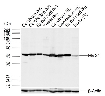 HMX1 antibody