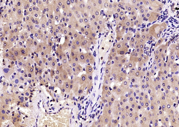 INHBE Rabbit Polyclonal Antibody