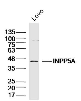 INPP5A Rabbit Polyclonal Antibody