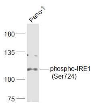 IRE1 (phospho-Ser724) antibody