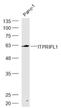 ITPRIPL1 Rabbit Polyclonal Antibody