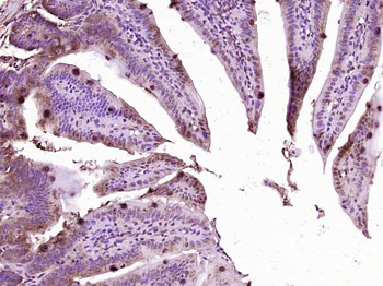 Phospho-IKK alpha (Ser176) Rabbit Polyclonal Antibody