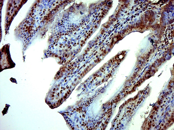 ISX/Intestine specific homeobox Rabbit Polyclonal Antibody