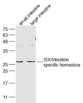 ISX antibody