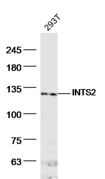 INTS2 Rabbit Polyclonal Antibody