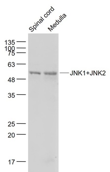 JNK1+JNK2 antibody