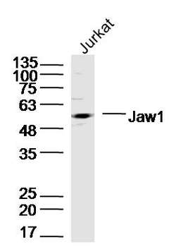 Jaw1 Rabbit Polyclonal Antibody