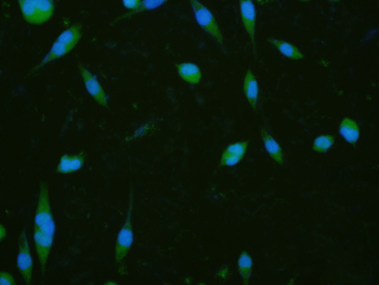 KEAP1 Rabbit Polyclonal Antibody