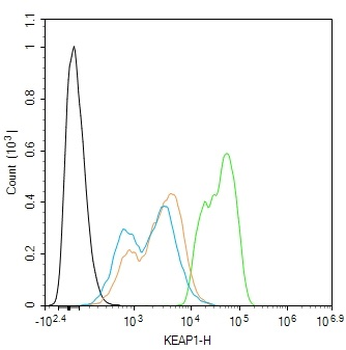 KEAP1 Rabbit Polyclonal Antibody