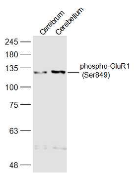 Phospho-GluR1 (Ser849) Rabbit Polyclonal Antibody