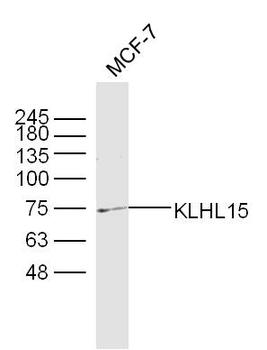 KLHL15 Rabbit Polyclonal Antibody