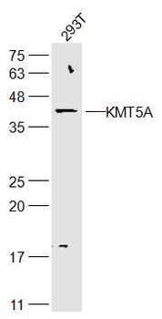 KMT5A Rabbit Polyclonal Antibody