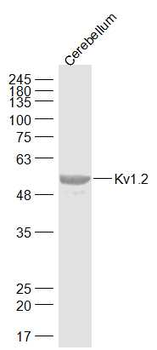 Kv1.2 Rabbit Polyclonal Antibody