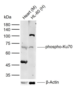 Ku70 (phospho-Ser5) antibody