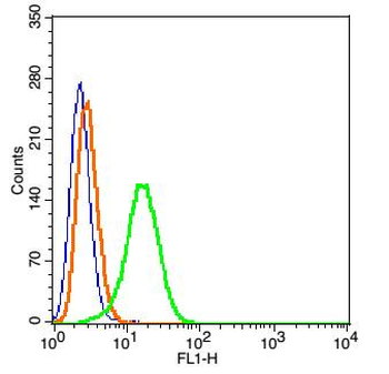 KCNV2 Rabbit Polyclonal Antibody