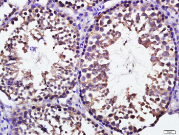 KCTD19 Rabbit Polyclonal Antibody