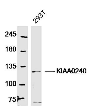 KIAA0240 Rabbit Polyclonal Antibody