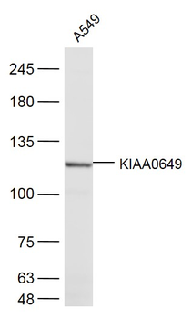 KIAA0649 Rabbit Polyclonal Antibody