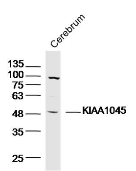 KIAA1045 Rabbit Polyclonal Antibody