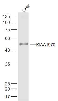 KIAA1970 Rabbit Polyclonal Antibody