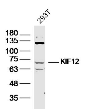 KIF12 Rabbit Polyclonal Antibody