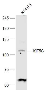 KIF5C Rabbit Polyclonal Antibody