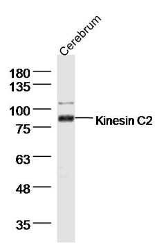Kinesin C2 Rabbit Polyclonal Antibody