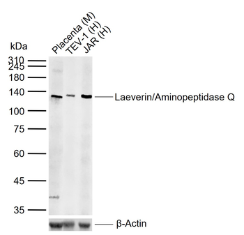 LVRN Rabbit Polyclonal Antibody