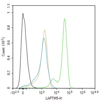 LAPTM5 Rabbit Polyclonal Antibody