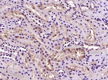 LULL1 antibody