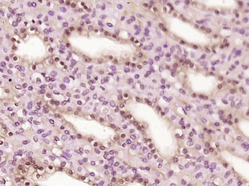 LENG8 Rabbit Polyclonal Antibody