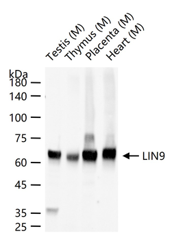LIN9 Rabbit Polyclonal Antibody