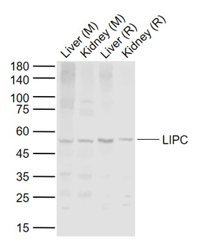 LIPC Rabbit Polyclonal Antibody